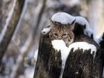 Un gato montés dentro de un tronco nevado