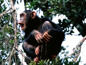 Un chimpancé en lo alto de un árbol