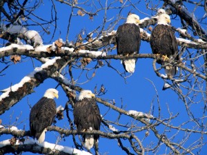 Postal: Águilas sobre las ramas nevadas de un árbol