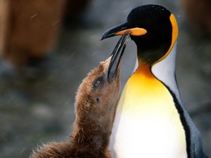 Polluelo y pingüino rey