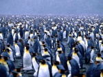 Nieva sobre una gran colonia de pingüinos rey
