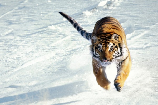 Salto de un gran tigre siberiano