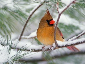 Cardenal hembra sobre un pino cubierto de nieve