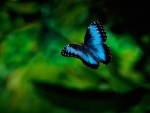 Mariposa azul volando