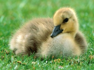 Un pato joven sobre la hierba