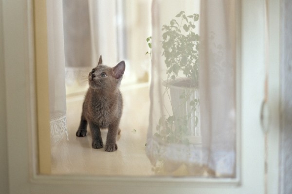 Un gatito mirando las cortinas