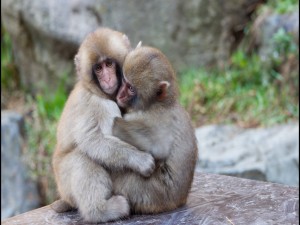 Monos abrazados