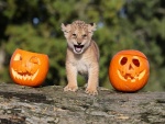 Un cachorro de león entre dos calabazas de Halloween