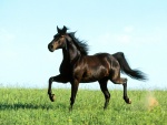 Un gran caballo negro corriendo sobre la hierba