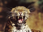 Leopardo mostrando sus grandes colmillos