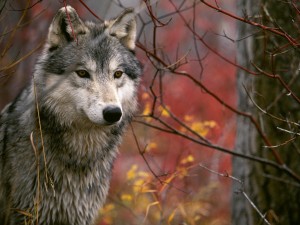Un bello lobo gris