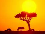 Ñús bajo el sol africano