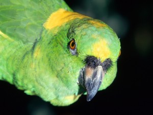 Postal: Un loro verde y amarillo del Amazonas