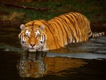 Un tigre observando desde el agua