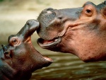 La gran boca de un pequeño hipopótamo