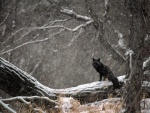 Zorro negro bajo la nieve