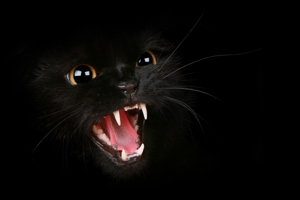 Un gato negro enfurecido