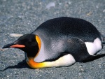 Un pingüino rey tumbado sobre las piedras