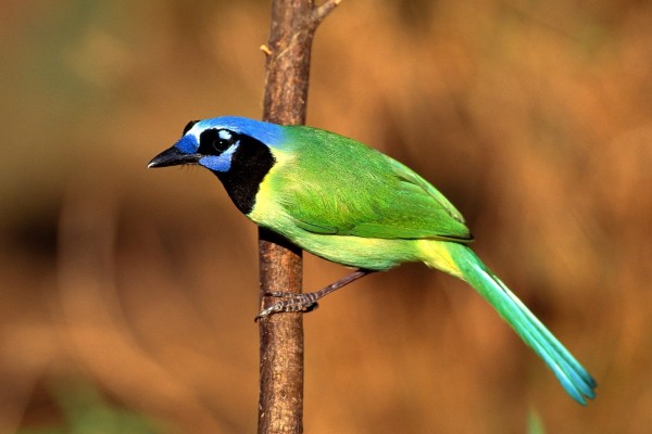 Un bonito pájaro verde con cabeza azul