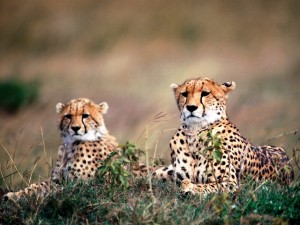 Dos observadores guepardos