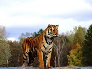 Postal: Un gran tigre de Bengala