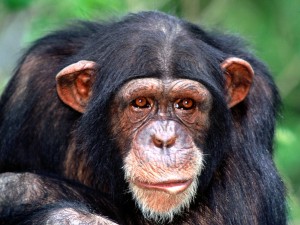 La mirada de un chimpancé