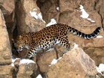 Leopardo caminando sobre rocas con restos de nieve