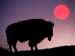 Un bisonte visto al amanecer
