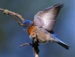 Pájaro mostrando un ala
