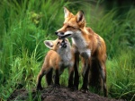 Un joven zorro mirando a su madre