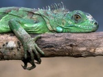 Una iguana verde agarrada a un tronco