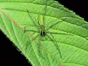 Araña lince verde (Oxyopidae)