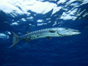Una barracuda en el mar