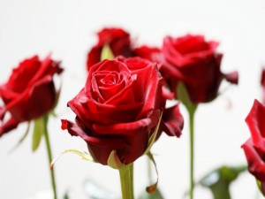 Rosas rojas con su tallo