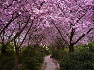 Postal: Arbustos y árboles con flores rosas junto al camino
