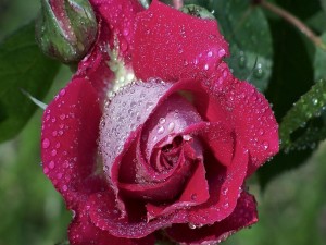 Rocío de la mañana sobre una rosa