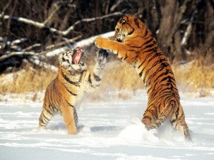 Postal: Tigres peleando sobre la nieve
