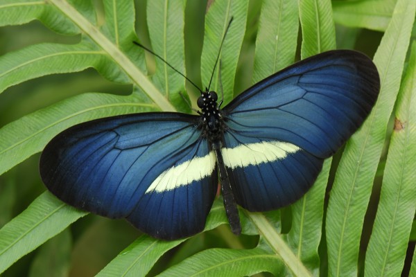 Mariposa con alas de color azul oscuro