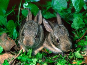 Postal: Dos pequeños conejos escondidos entre las plantas