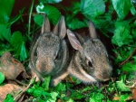 Dos pequeños conejos escondidos entre las plantas