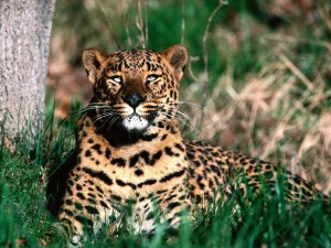 Leopardo descansando sobre la hierba