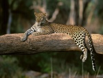 Un bello leopardo tumbado en un gran tronco