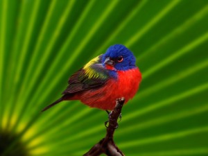 Un pájaro de bonitos colores sobre una rama