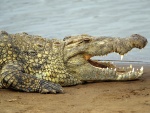 Un gran cocodrilo del Nilo (Crocodylus niloticus)