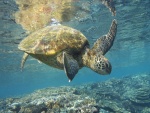 Una tortuga bajo el agua