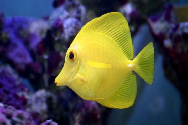 Un bonito pez amarillo