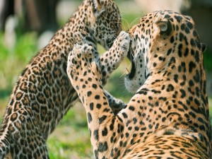 Cachorro de jaguar jugando con su madre