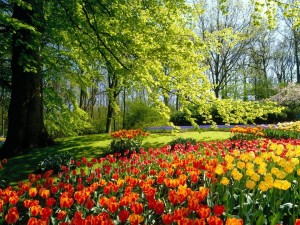 Postal: Jardín de tulipanes