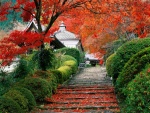 Escaleras con hojas otoñales