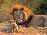 Un león mirando con amor a su cachorro